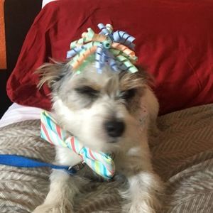 Meet your Posher, Mackenzie